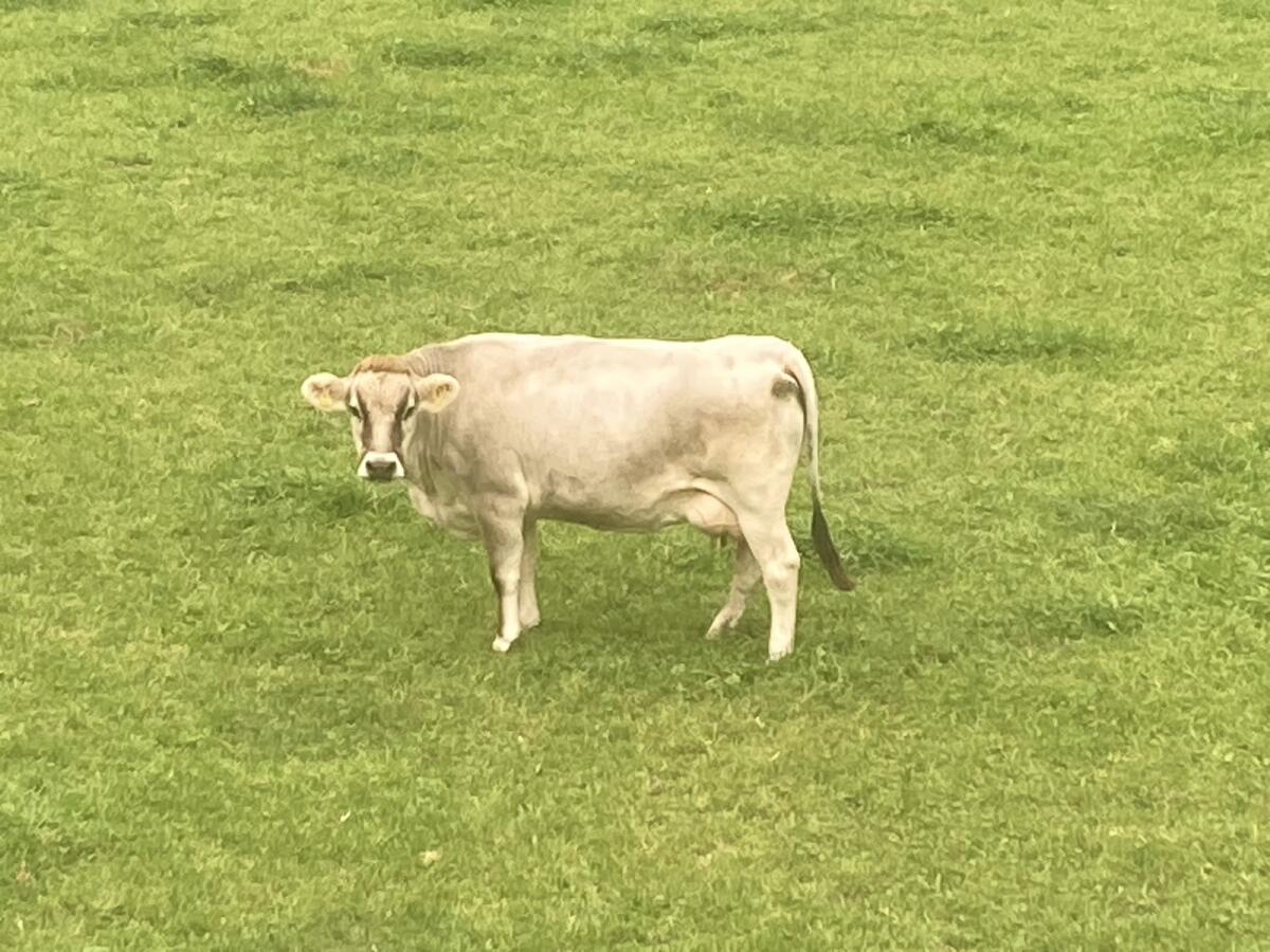 Tiroler Grauviehkuh BIO 1