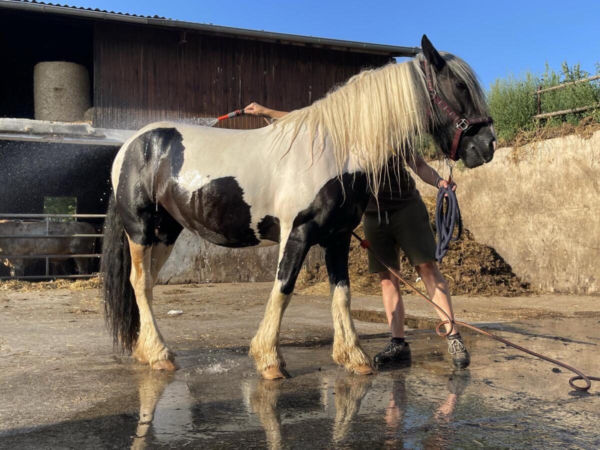 Tinkerstute 8 Jahre, 156 cm, geritten 1