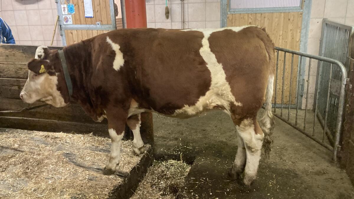 Original Fleckvieh 2