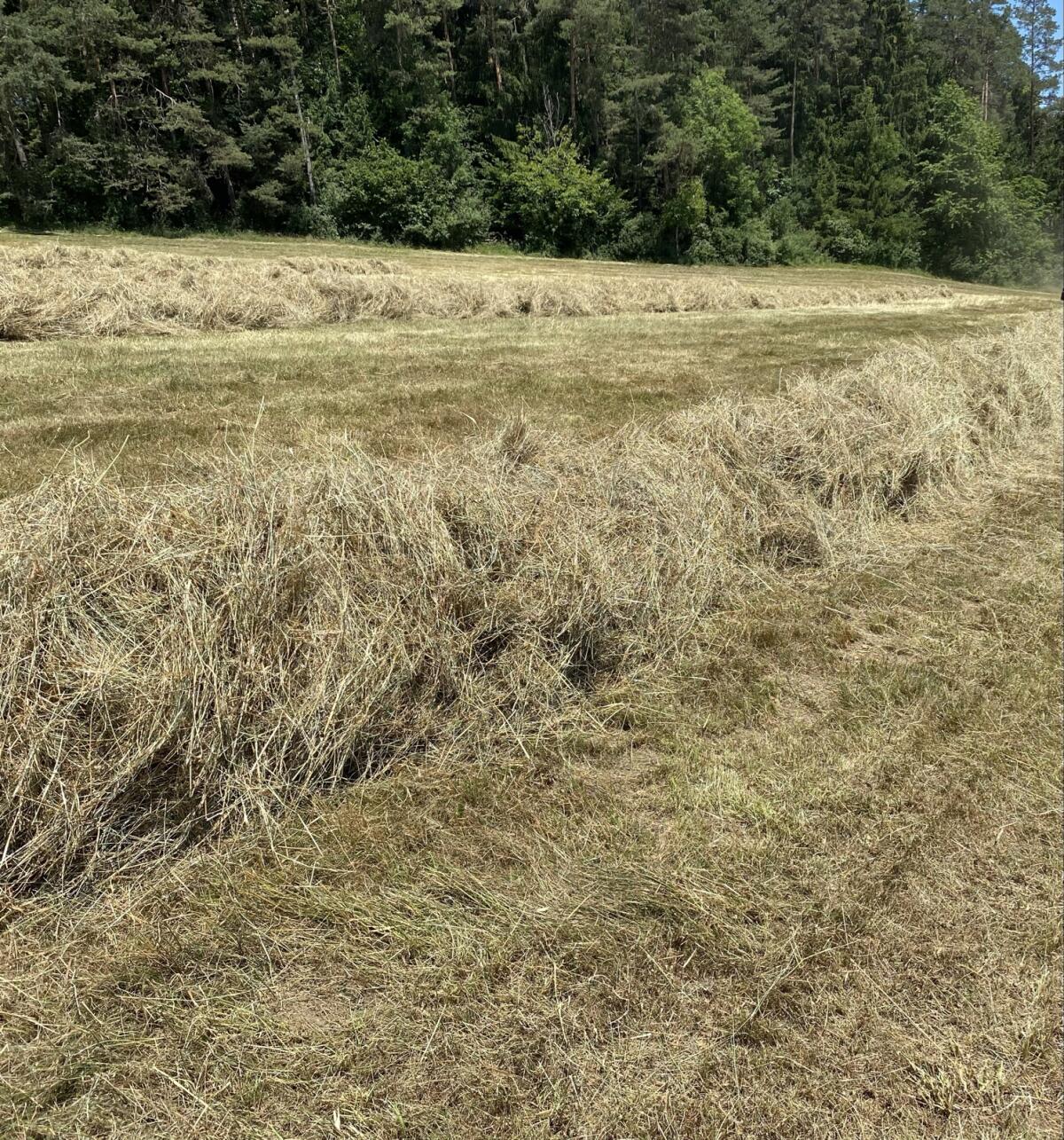 Heuballen 2. Schnitt 1