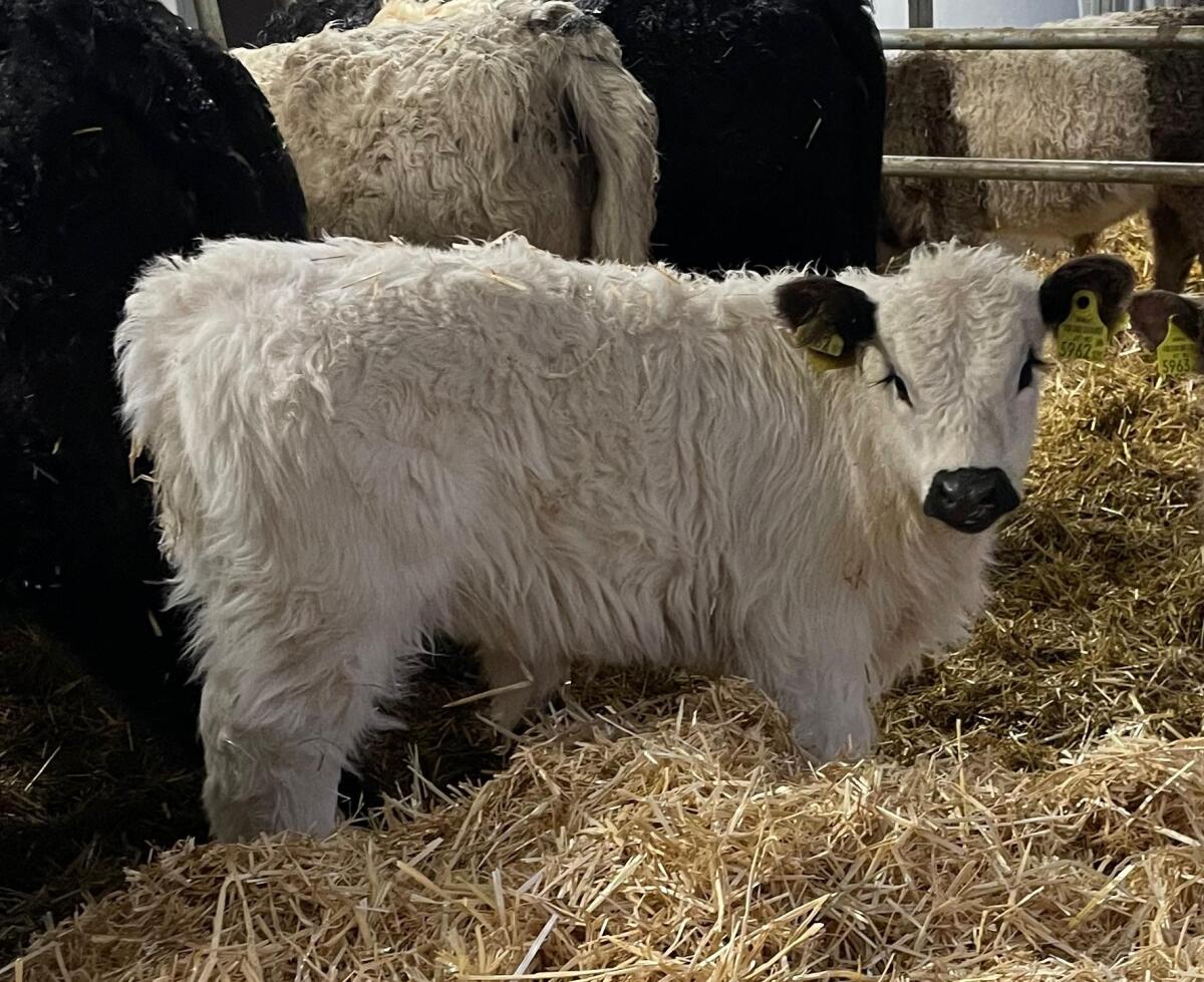 Bio Galloway Stierkalb 1