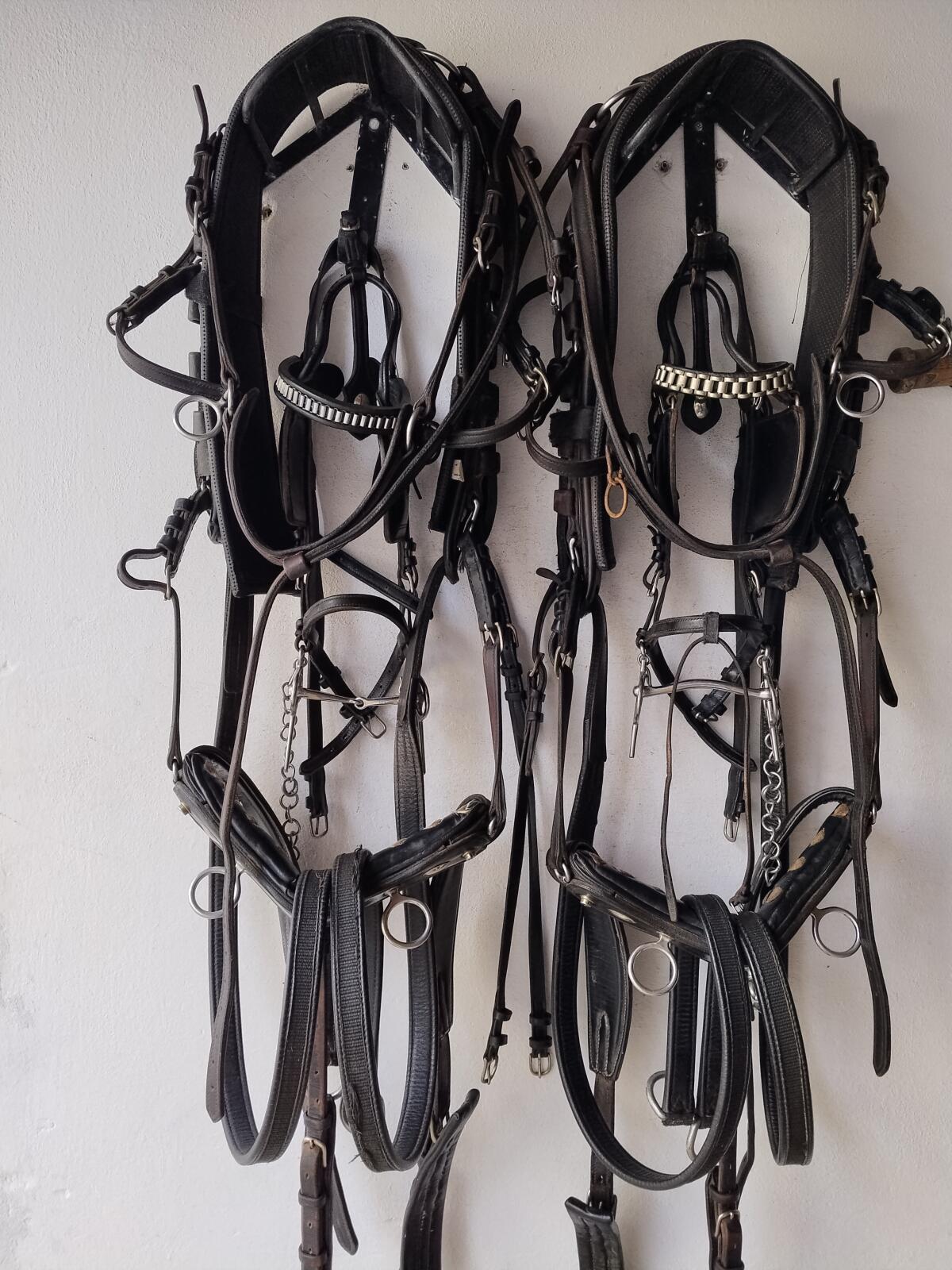 2spänner Strini Leder Brustblattgeschirr und Dressursattel 3