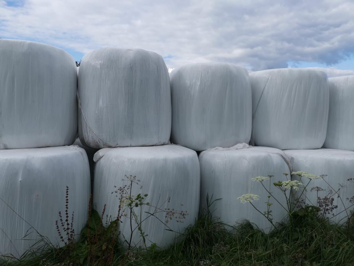 Kleegras-Silageballen–1. Schnitt 2025–Bioland zertifiziert 1