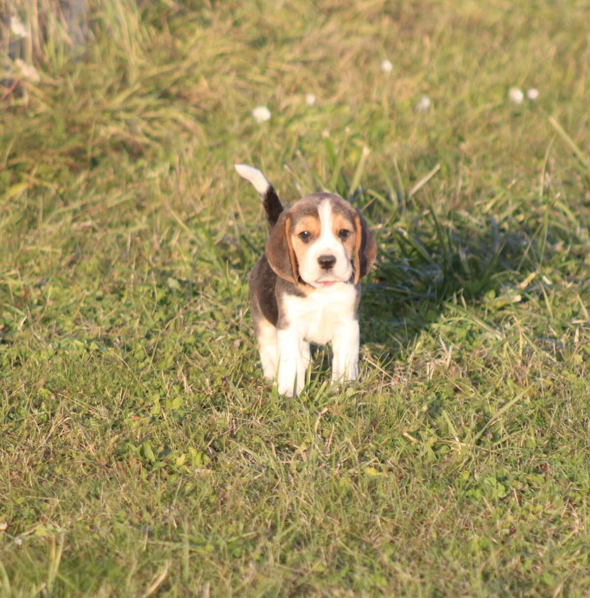 Beagle-Welpen suchen in Kürze ihr Traumzuhause 1