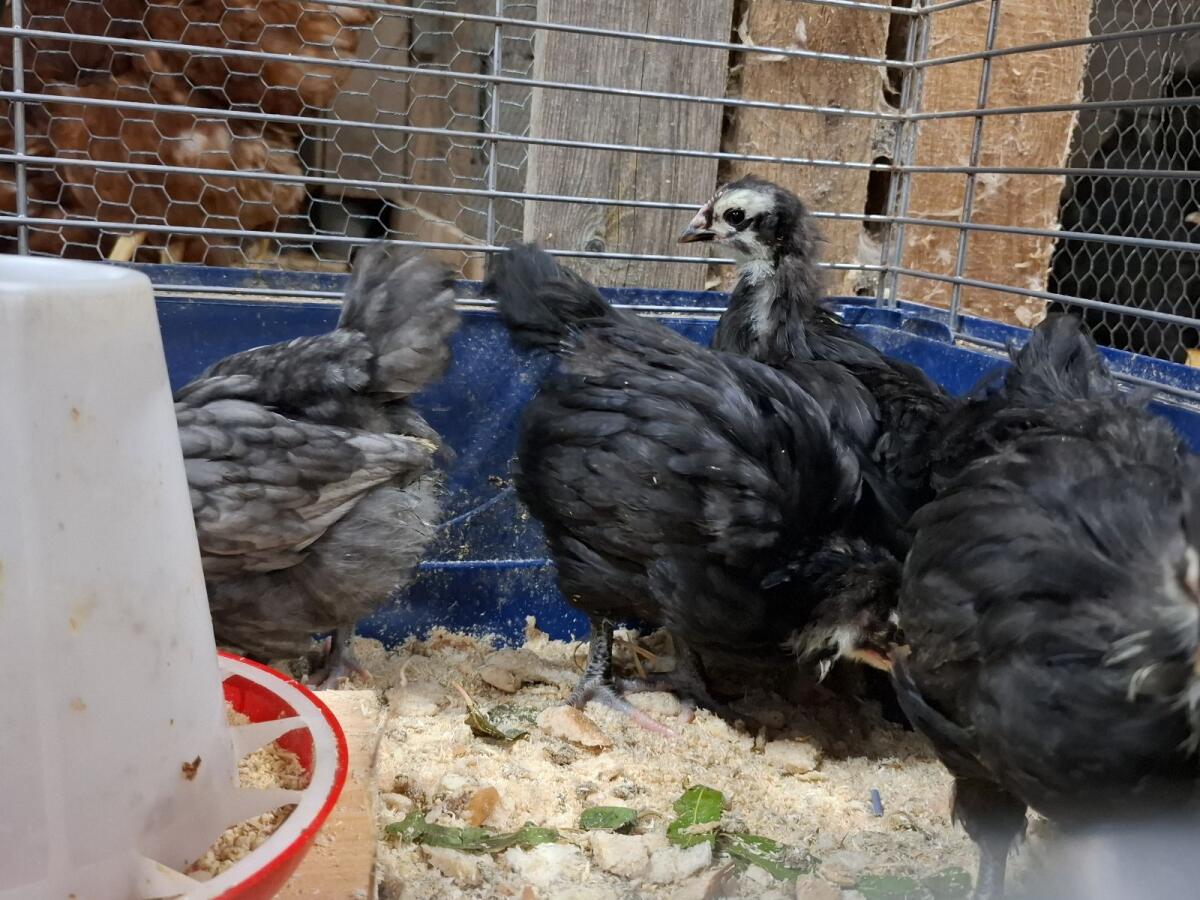 Orpington schwarz Junghühner 3