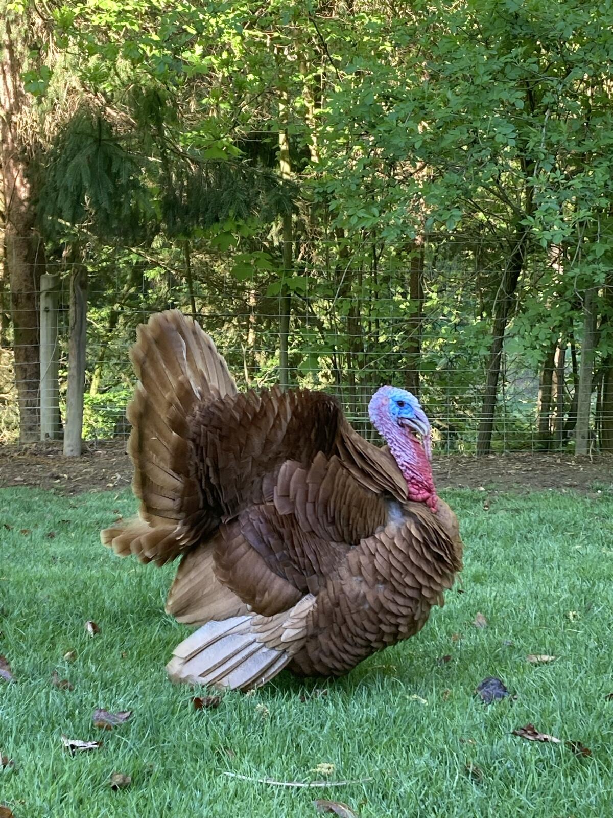 Deutsche Puten kupferfarbig 3