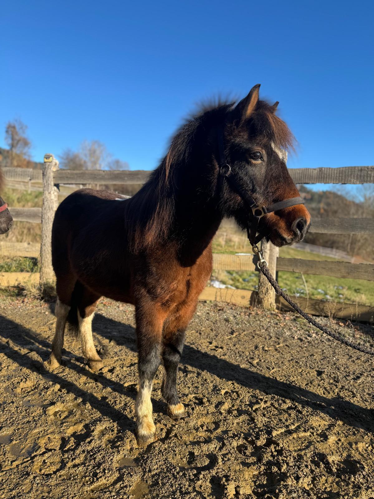 Tolle Gelegenheit! Islandpferdestuten! 1