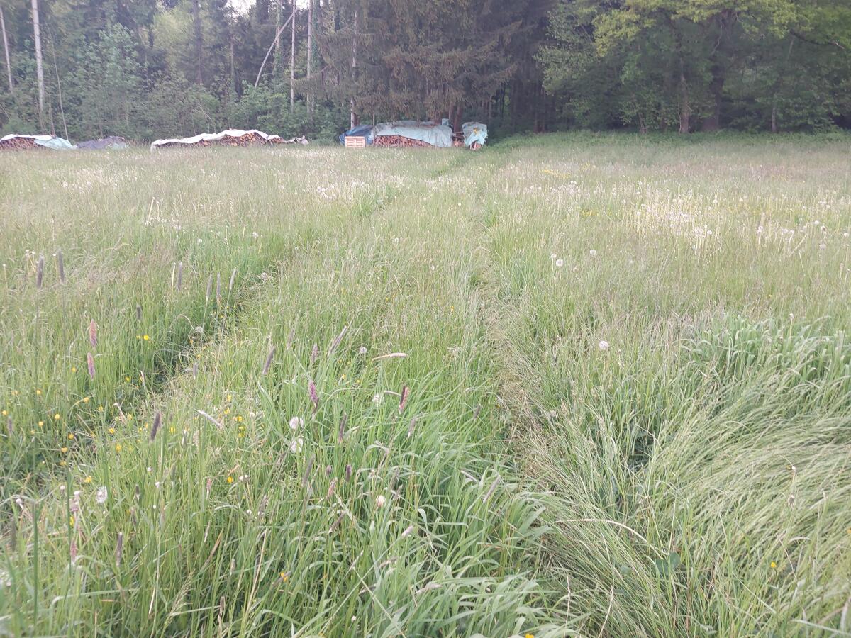 Landwirtschaftl. Grünfläche 5-6 ha ab Jan. 2026 zu verpachten 3