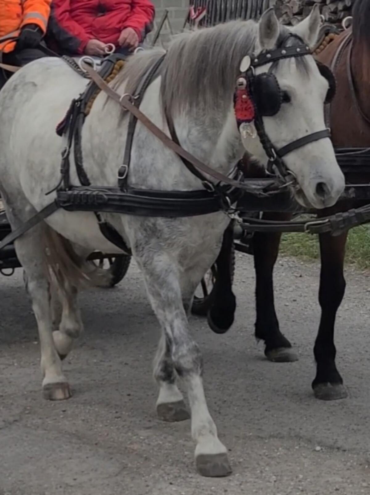 Kutschenpferd 1