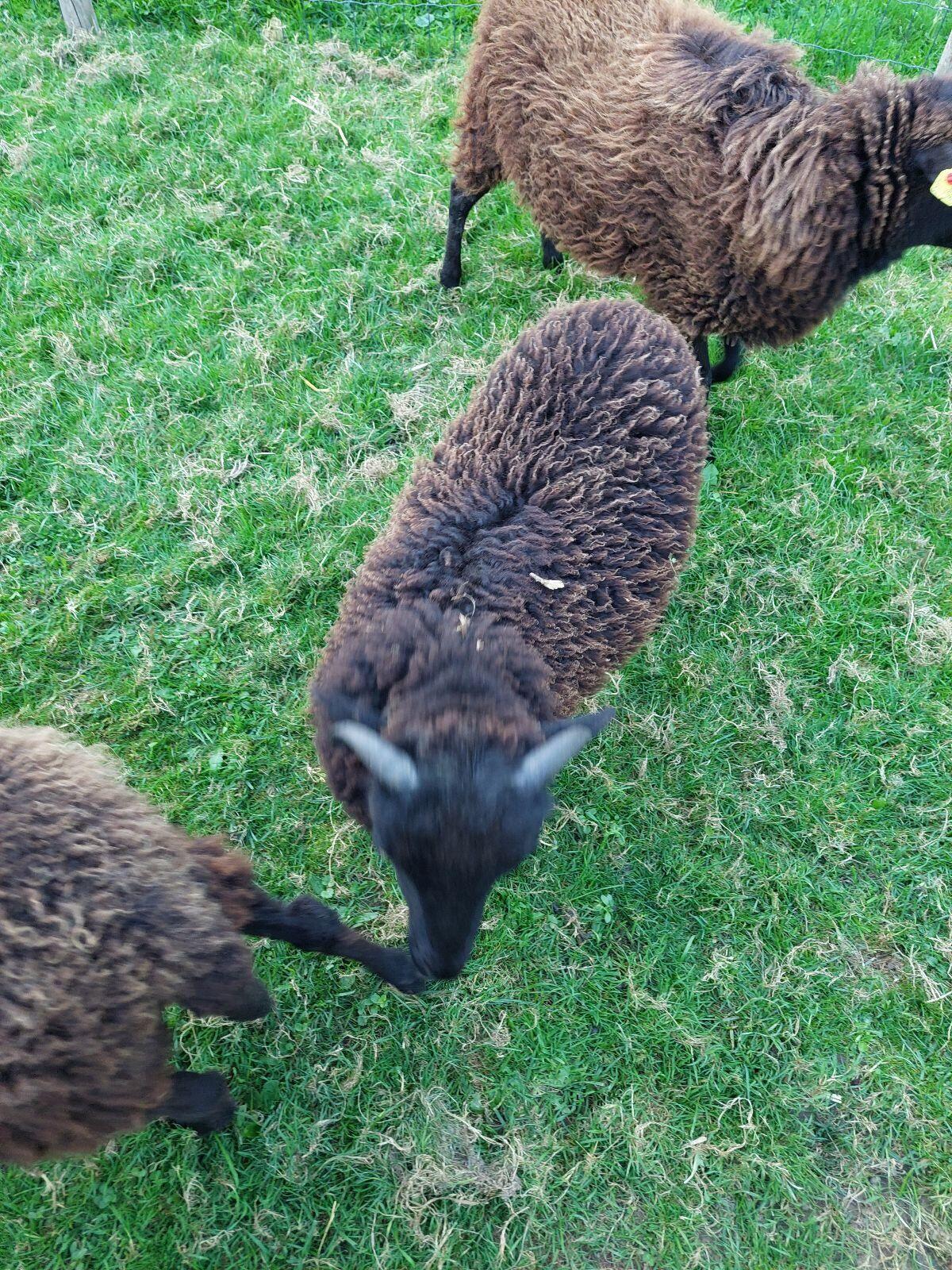 Quessant-Schafe, Bock, zu verschenken 1