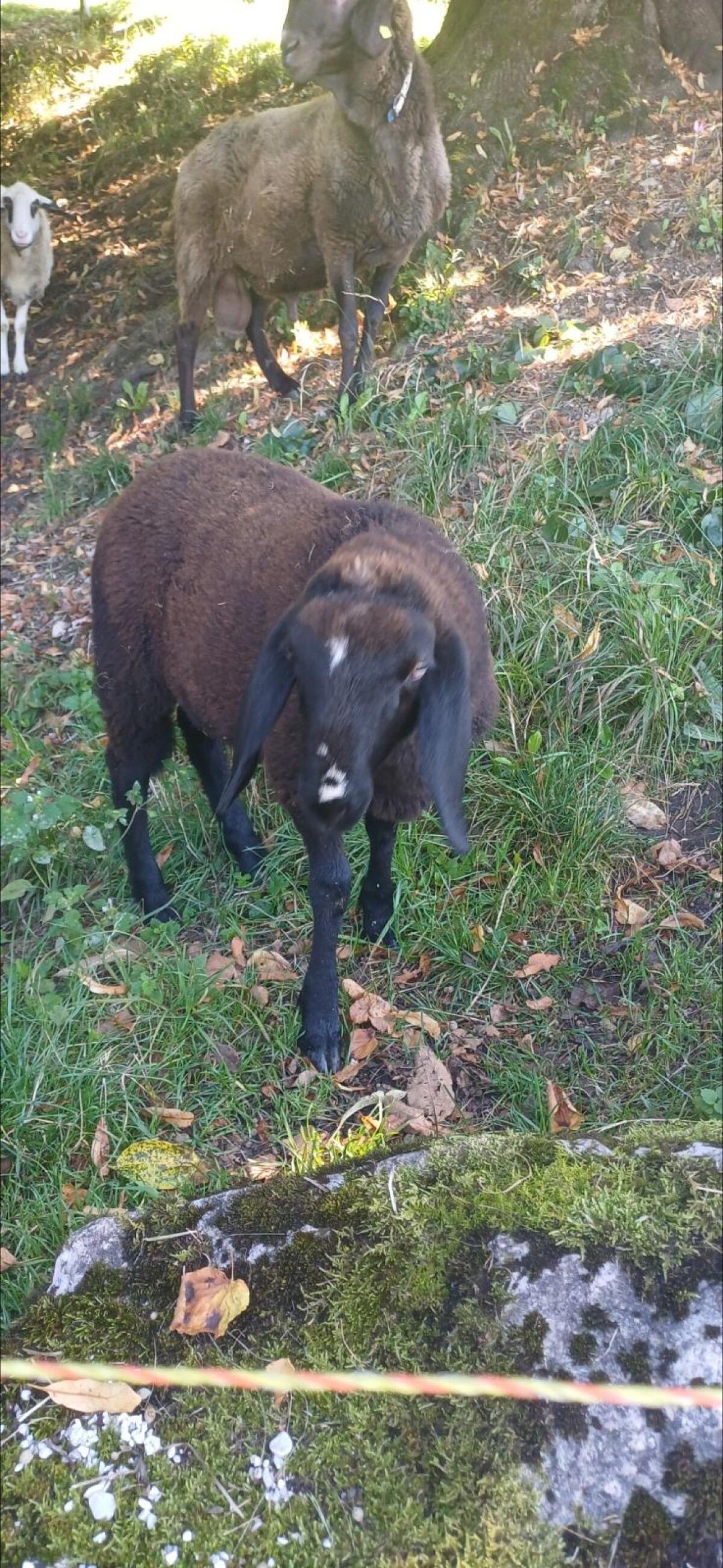 Bio Schafe Brillenschaf x Bergschaf geb. 05.25 1