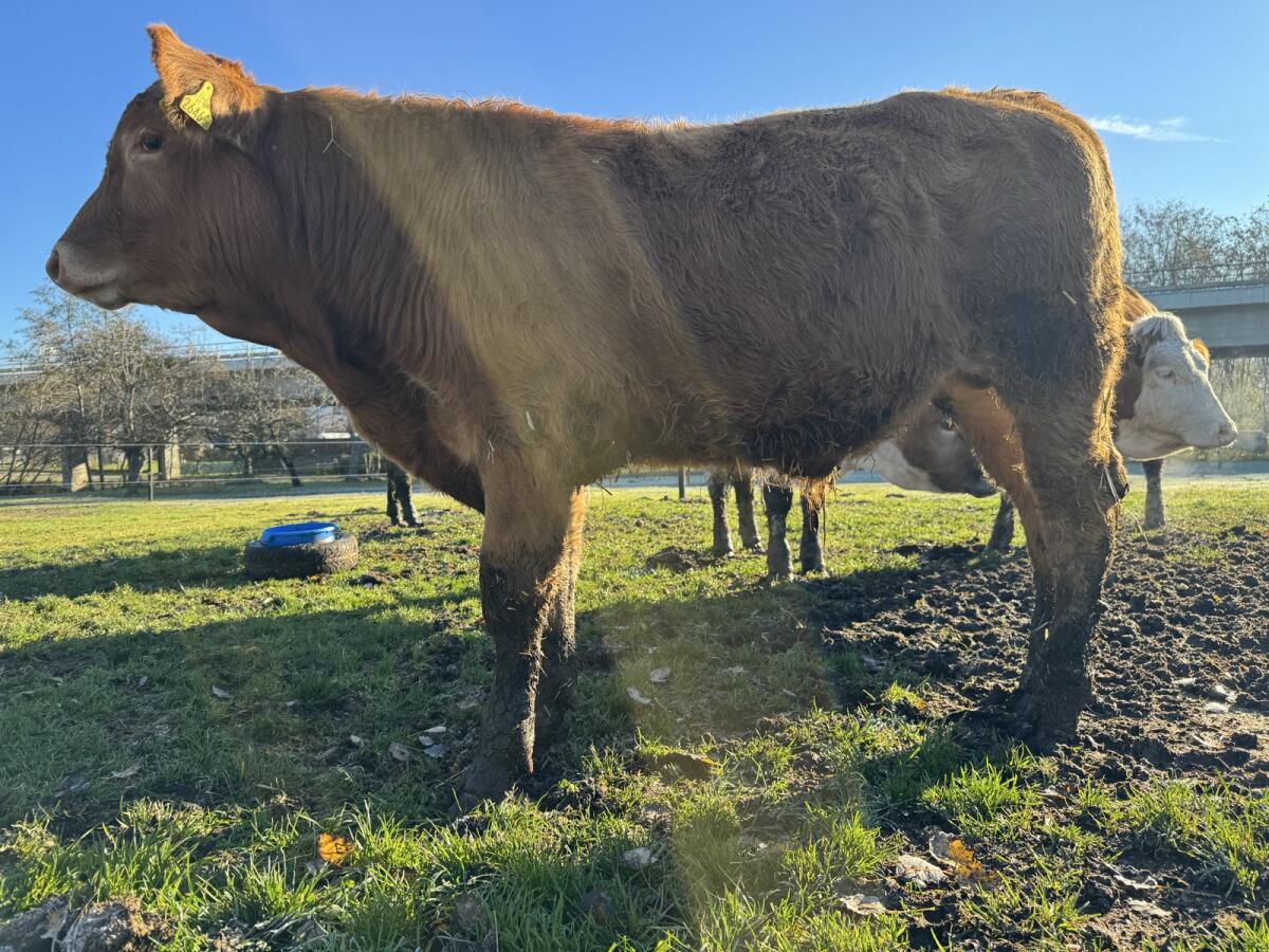 Einsteller, Fresser, Maststier 2