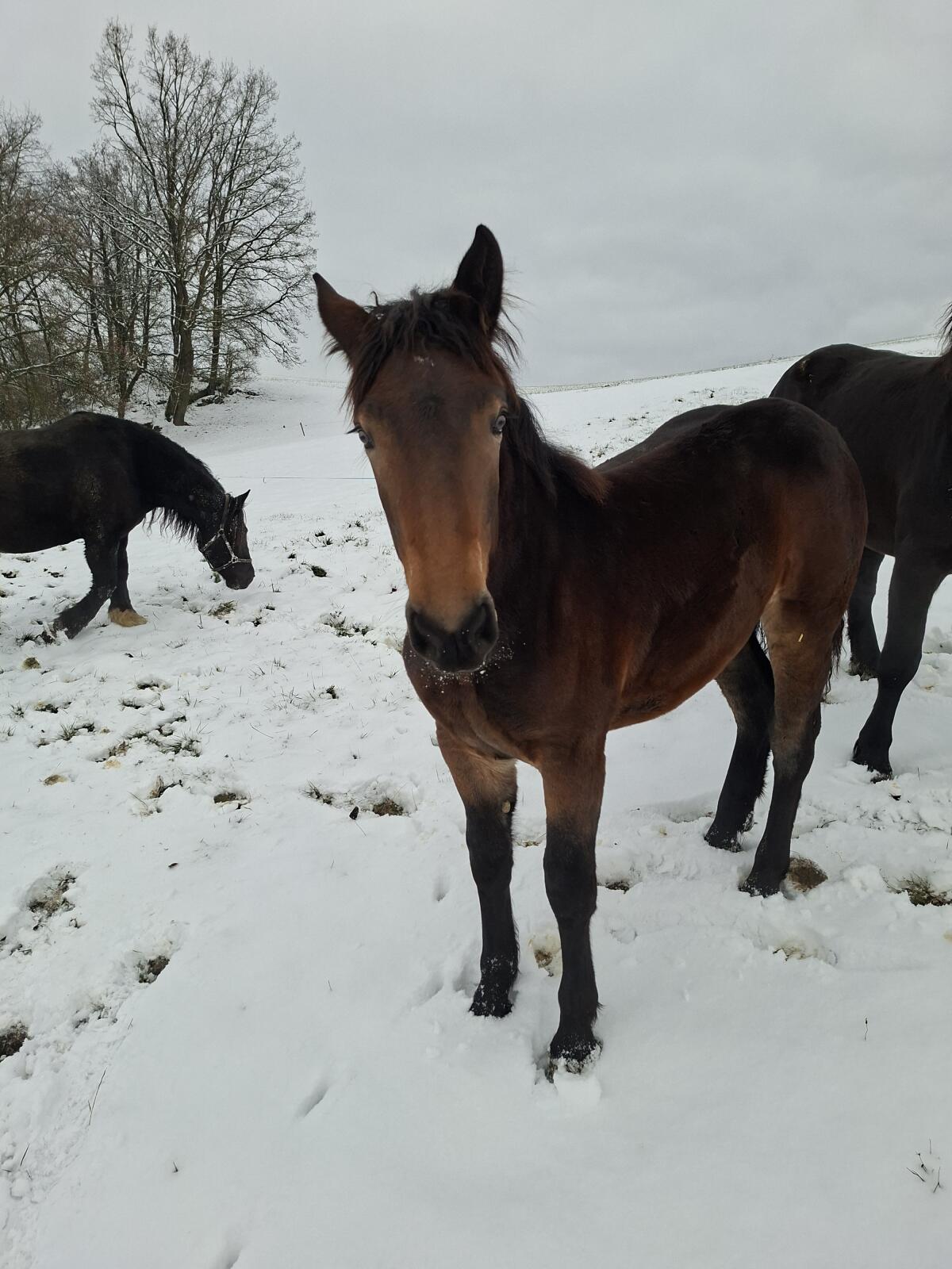 Noriker-Stutenfohlen 1