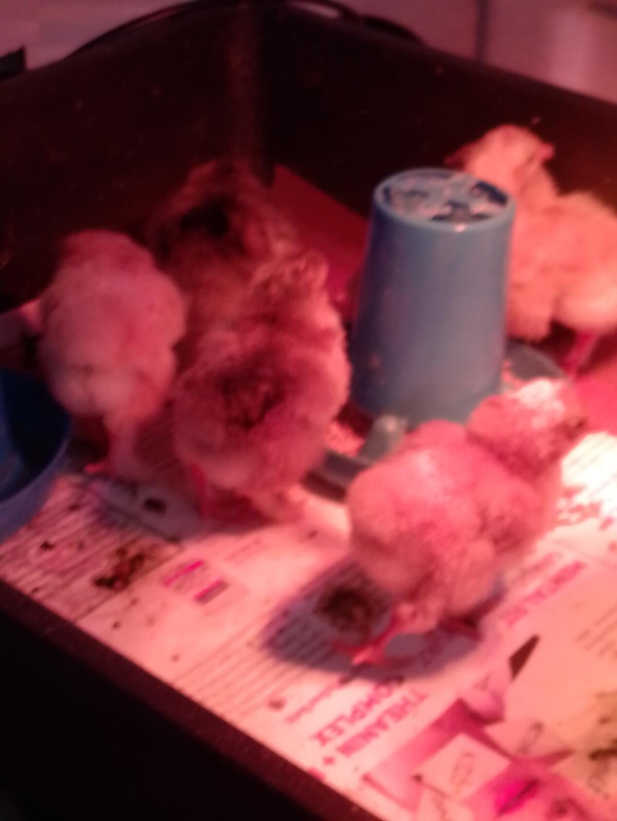 Brahma gelb-blau-columbia und Orpington gelb - Küken 3