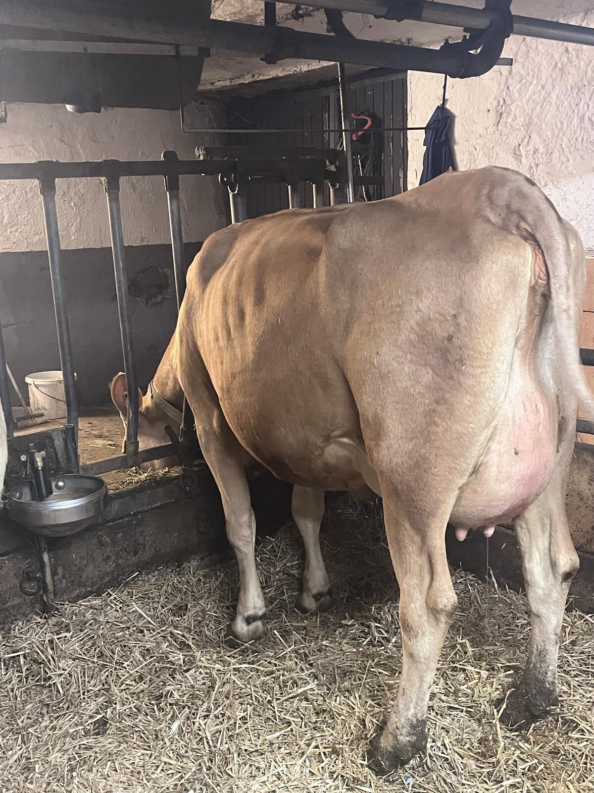 Jersey Erstmelkkuh zu verkaufen 1