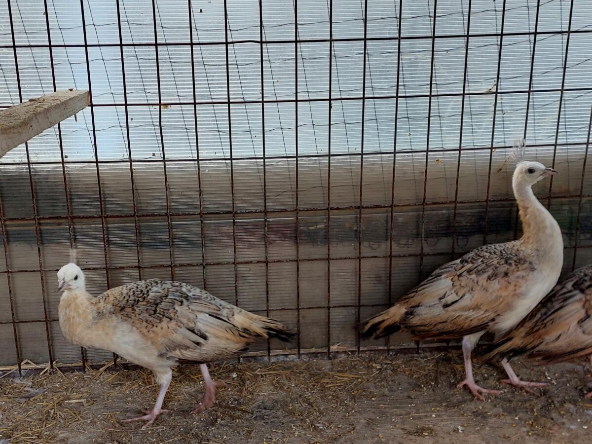 Schwarzflügelpfau 2