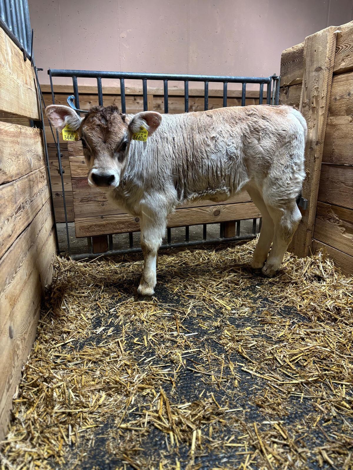 2 Grauvieh Zuchtkälber 3