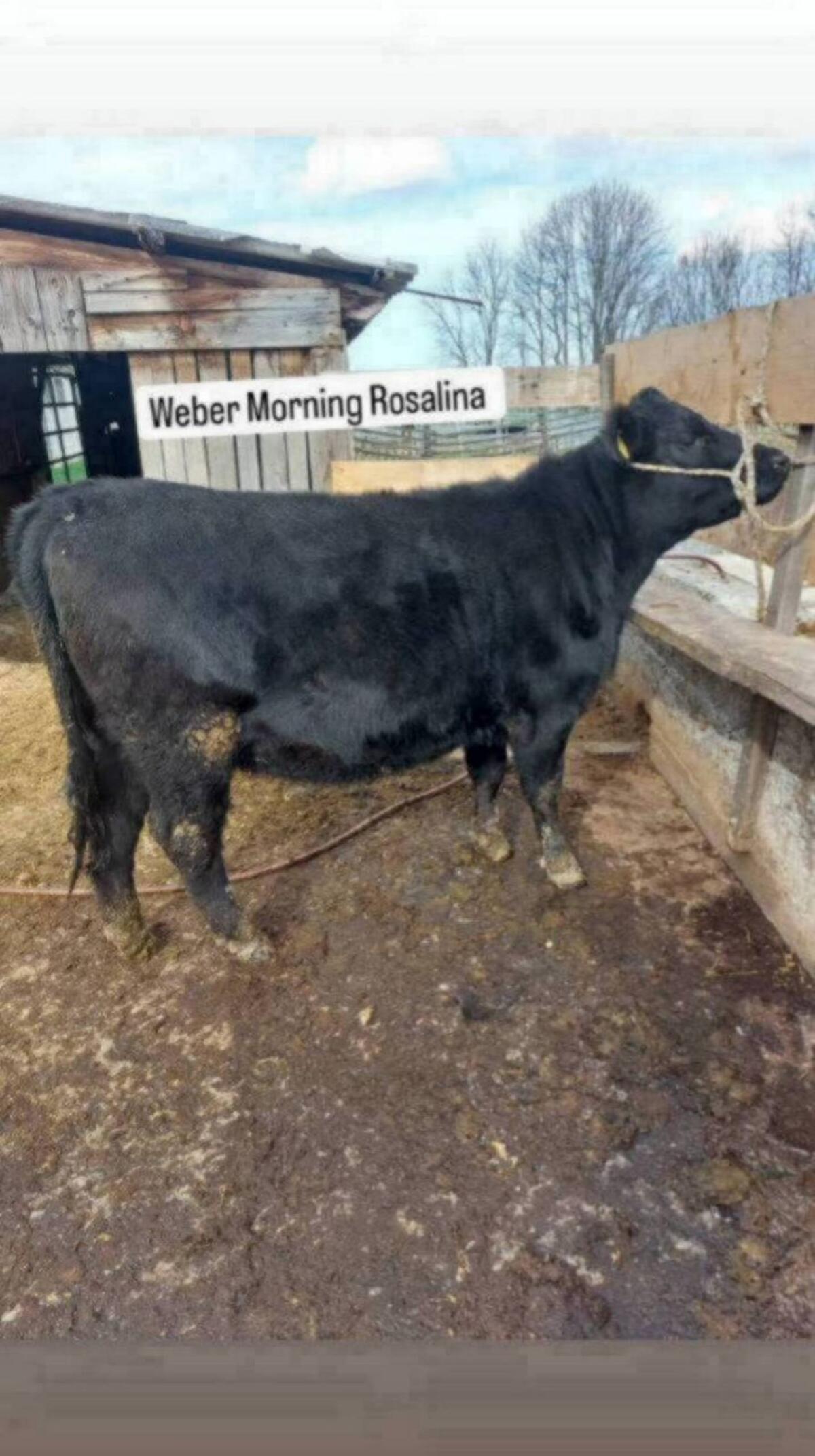 Aberdeen Angus Zuchttiere 3