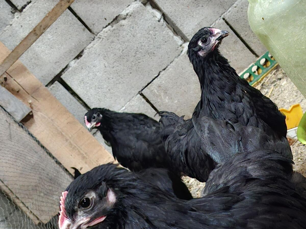 Orpington schwarz Junghühner 2