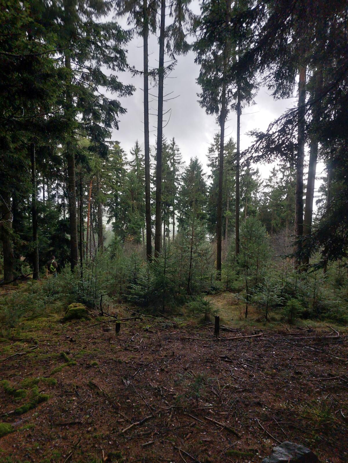 2 ha Wald (Fichte & Tanne) in Reitern/Nähe Maria Taferl zu verkaufen 3