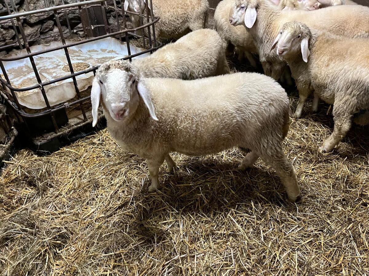 Junge Bergschafwidder 2