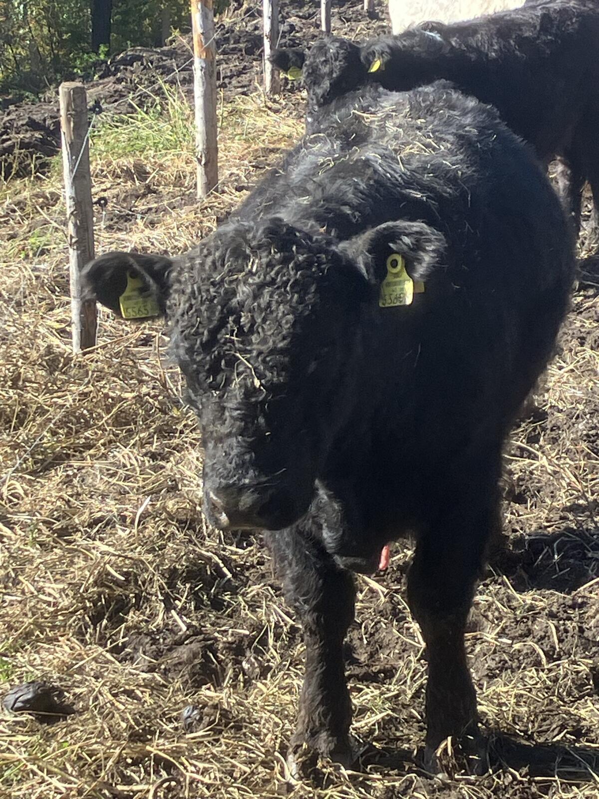 Bio Galloway zu verkaufen 2