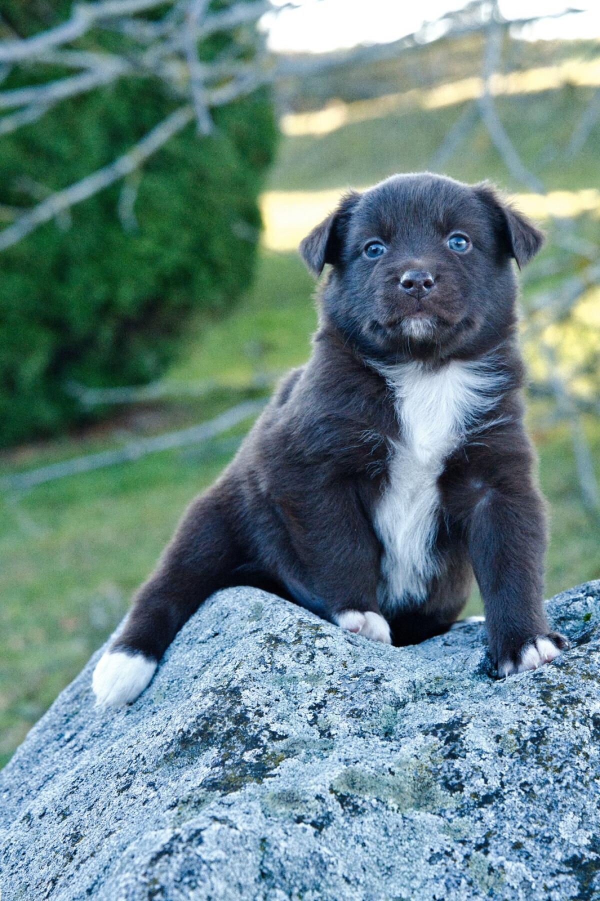 Aussies vom Gut Engelsheim 2