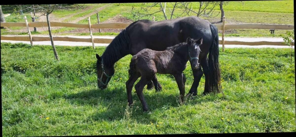 Zschini Schaunitz XVII Hengst 1