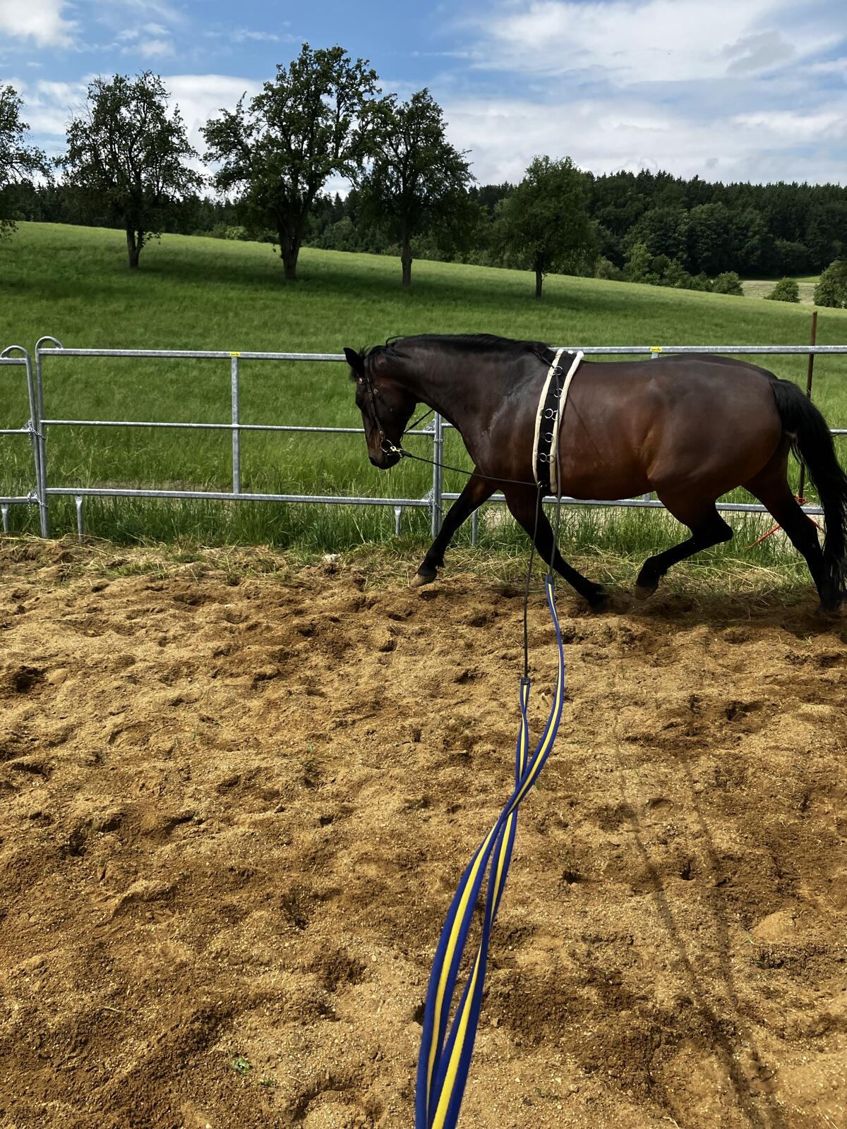 Liebevolle Stute sucht neues Zuhause 3