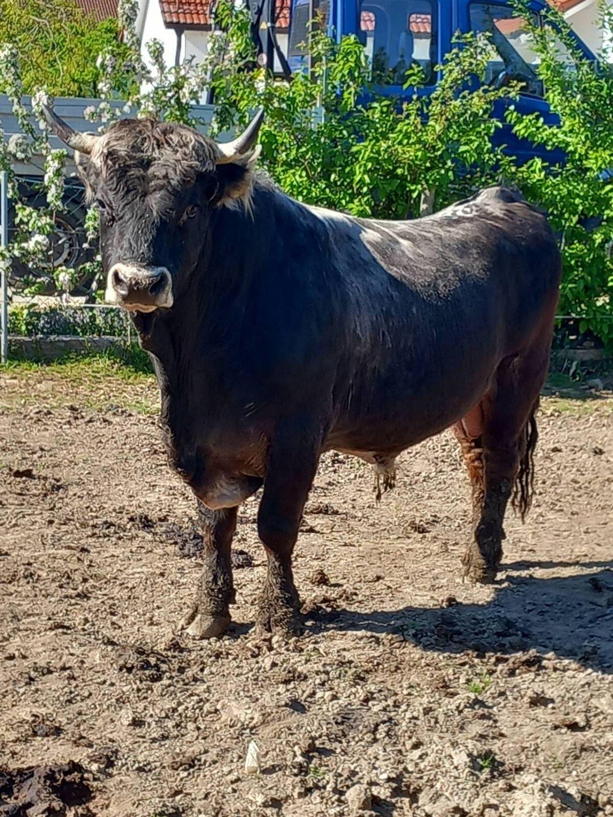 Tiroler Grauvieh Stier zu verkaufen 1