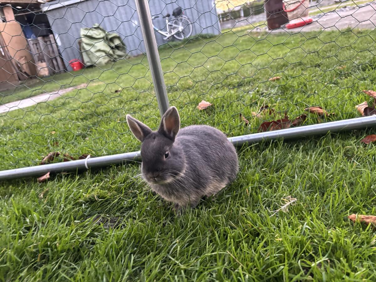 Zwerghasen Zwergkaninchen 3