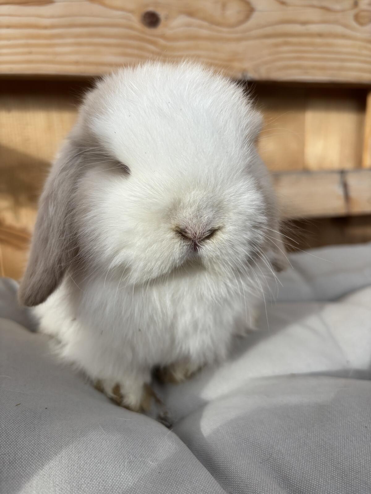 Mini Lop Minilop Bub 3