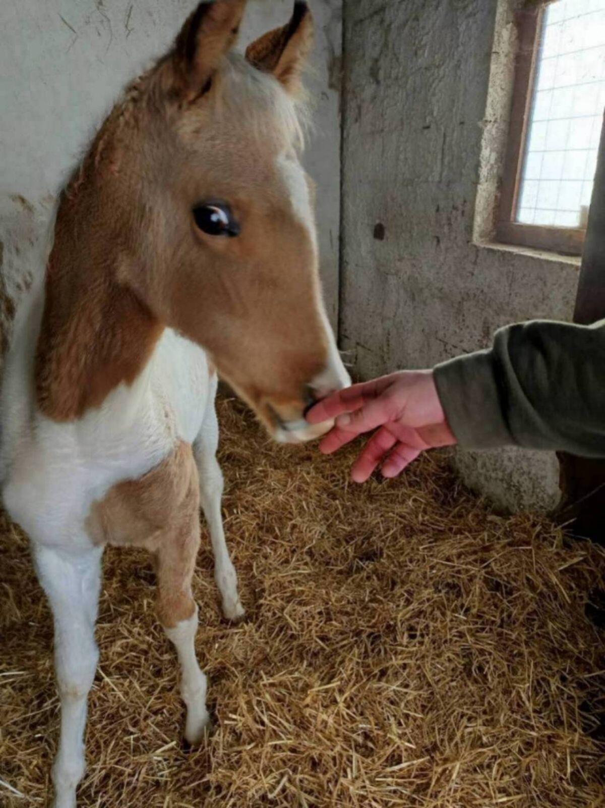 Quarab Fohlen Wallach 3