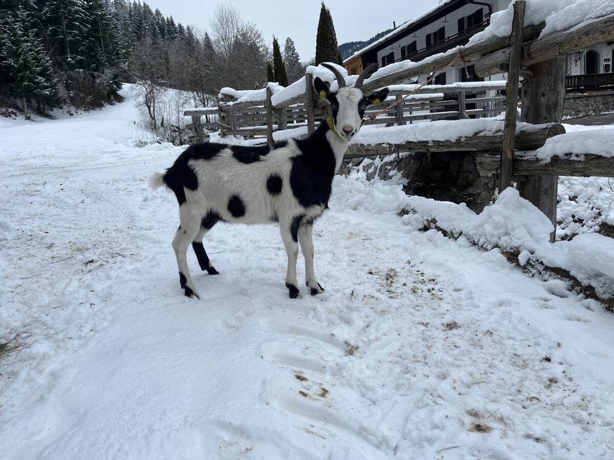 HB Tauernscheckenkitz 2