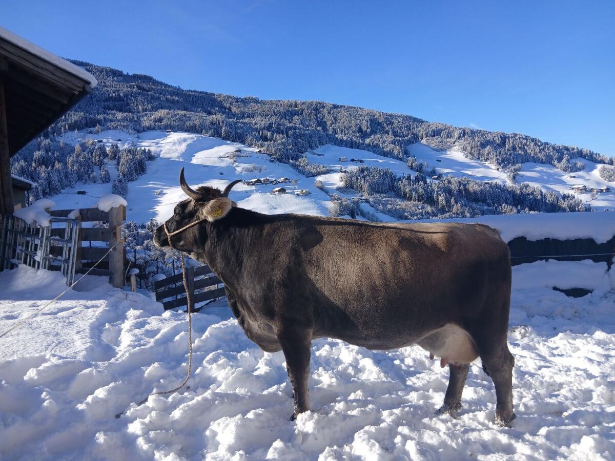 Tiroler Grauviehkuh zu verkaufen 3