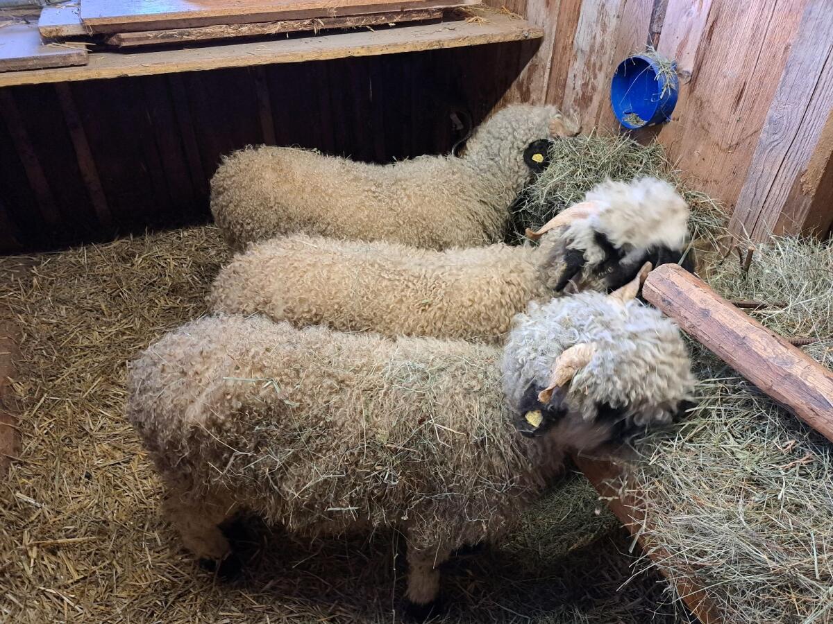 Walliser Schwarznasen Schafe 2