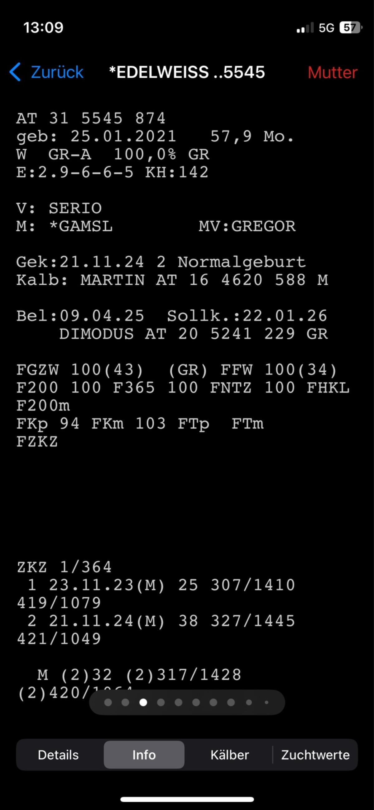 Tiroler Grauvieh Mutterkuh 2