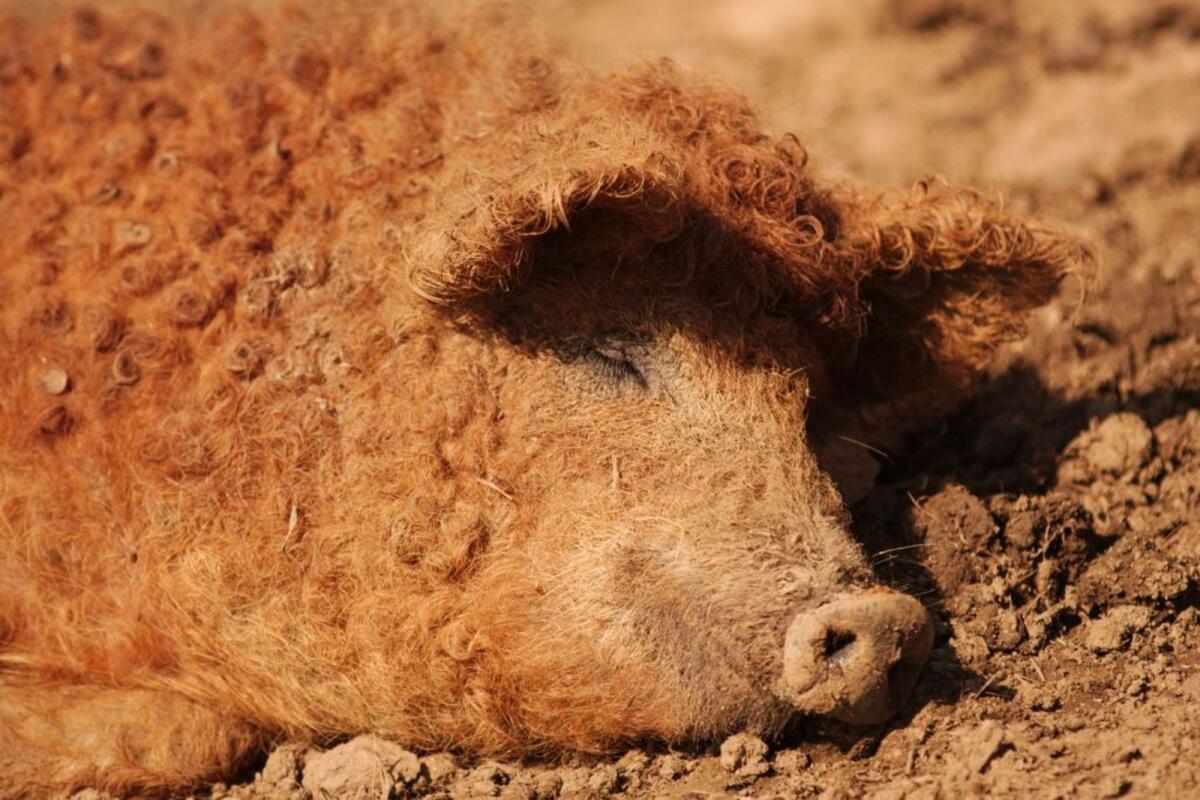 Mangalica Wollschweine 2