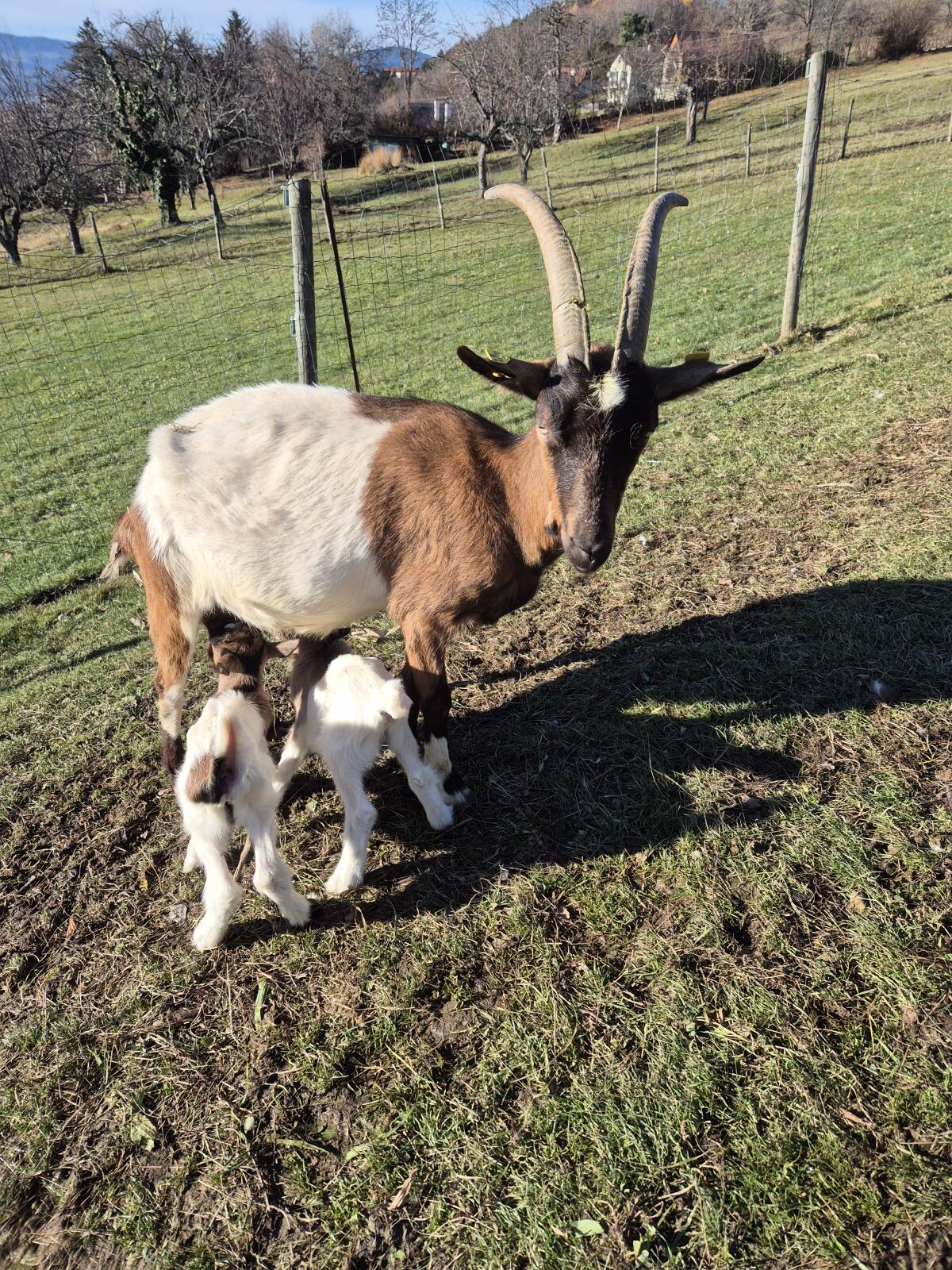 Steirerschecken abzugeben 1