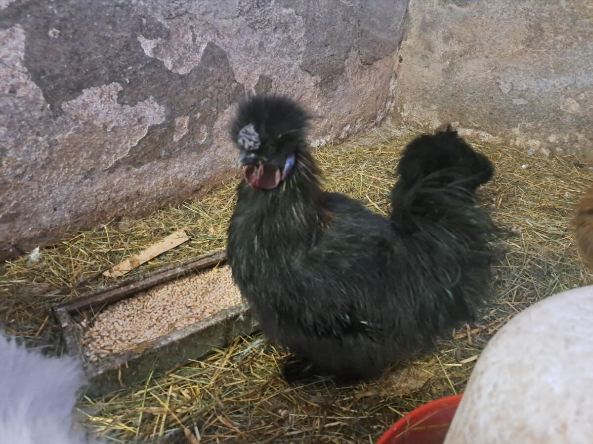 Zwergseiden-Junghähne 1