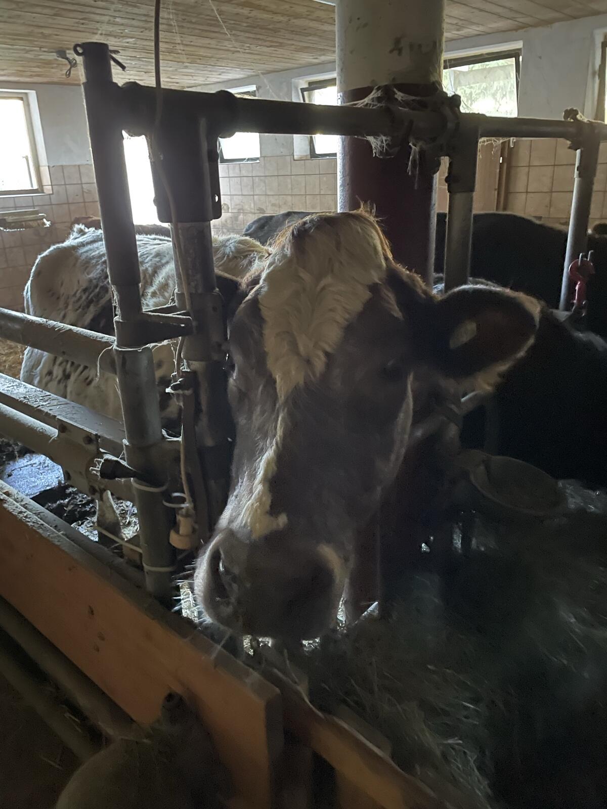 Bio Mutterkuh WBB zu verkaufen 3