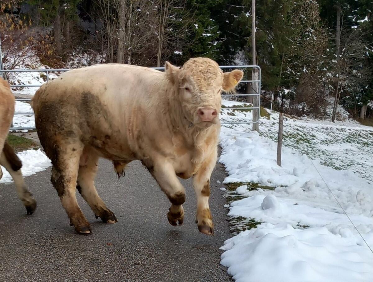 Weidestier Charolais 2