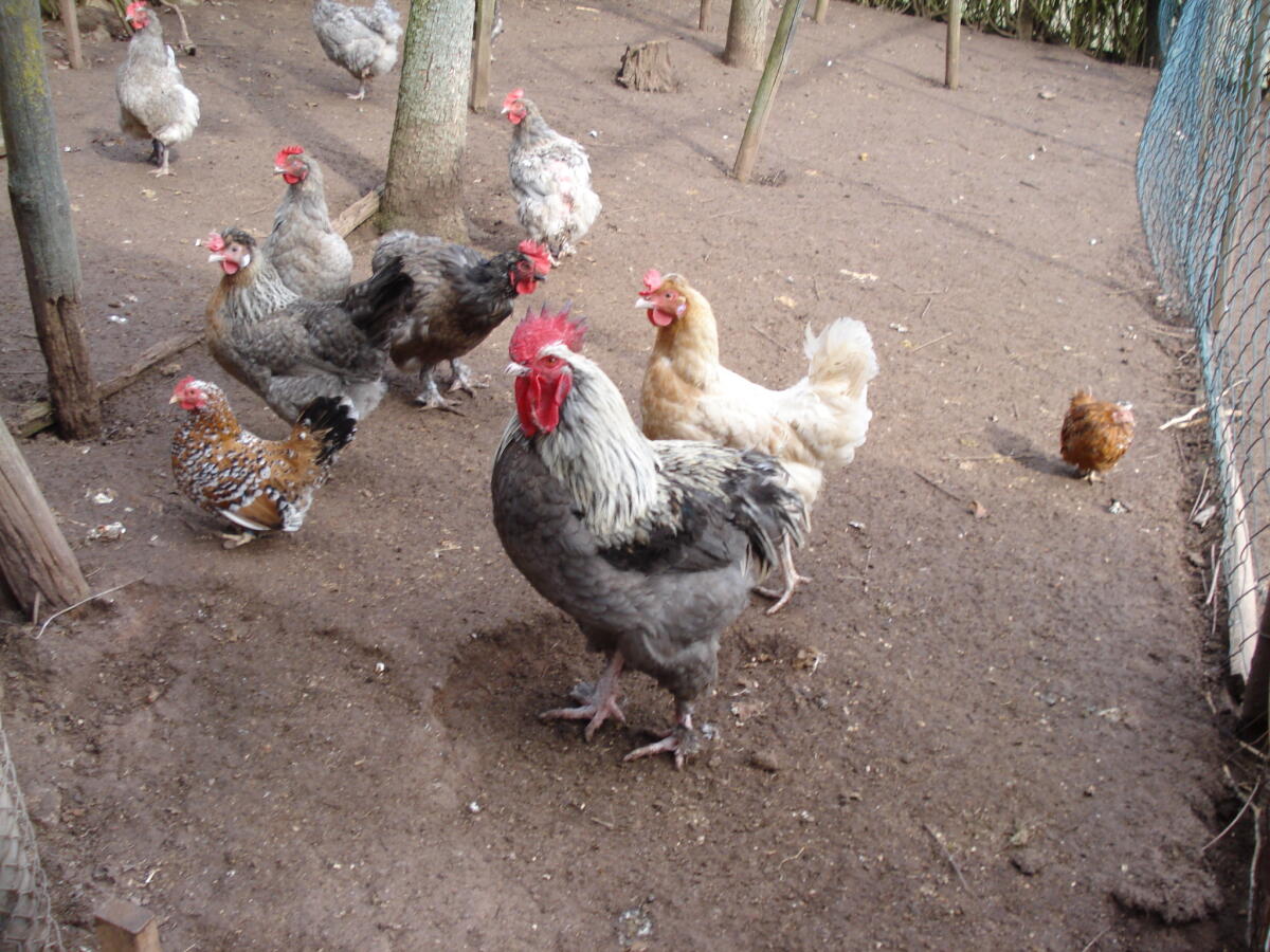Bruteier reinr. Marans in verschiedenen Farben. 2