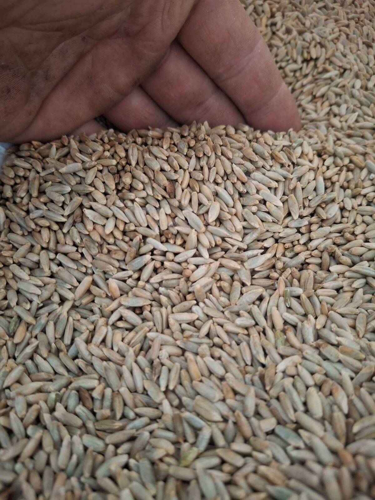 Grünschnittroggen 1