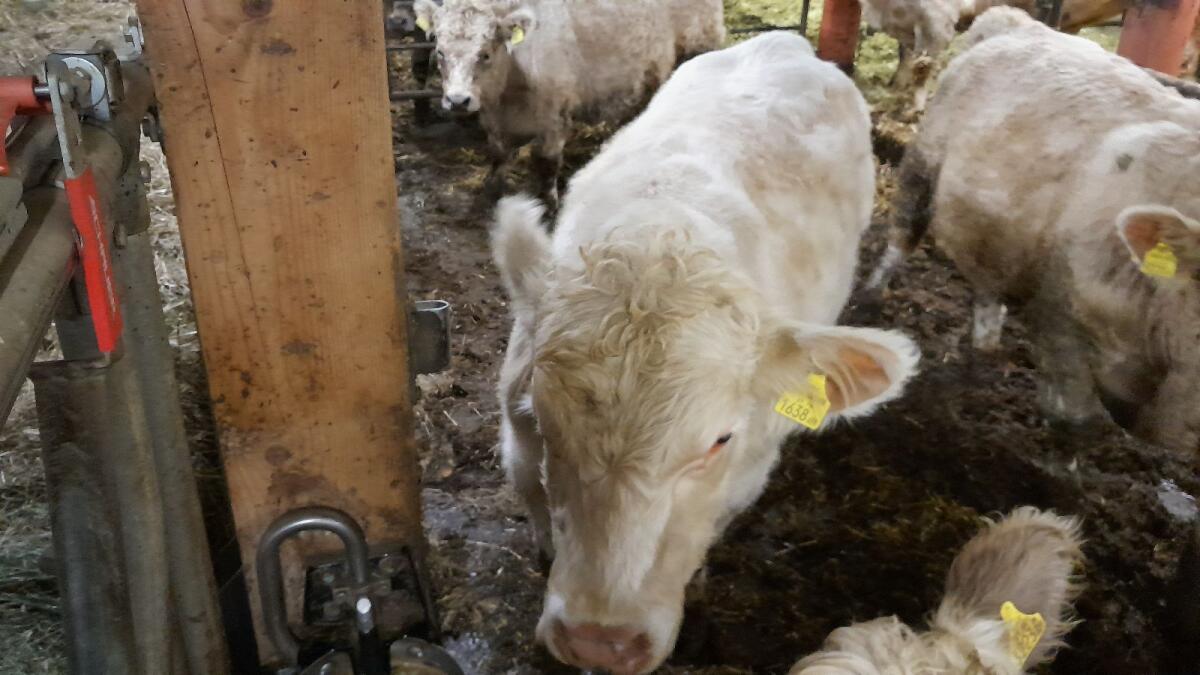 BIO Charolais Stier 2