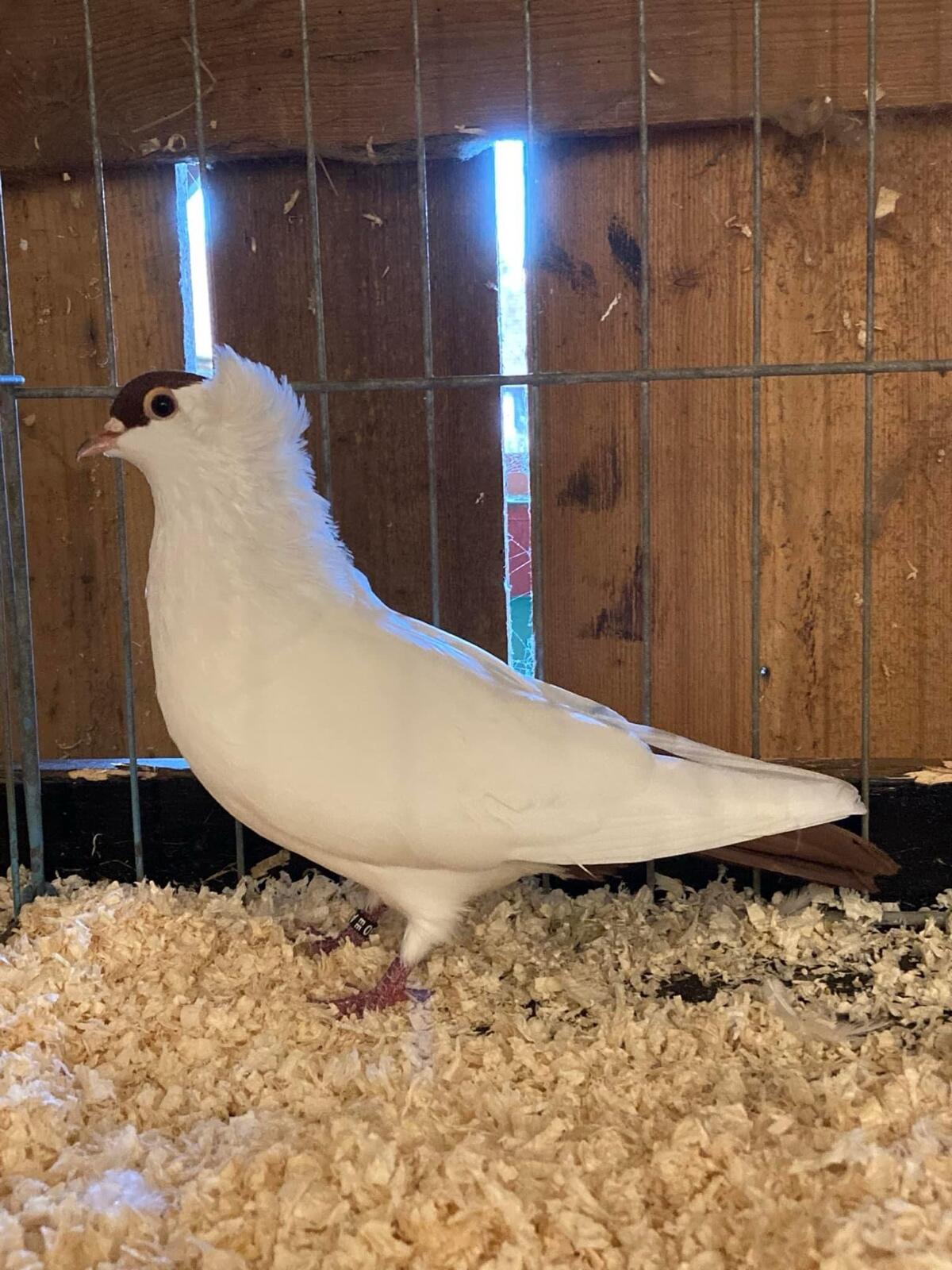 Österreichische Fischertauben 2