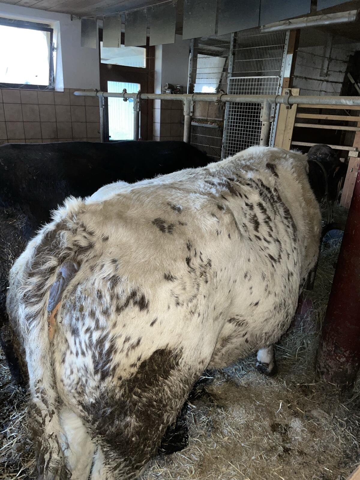 Bio Mutterkuh WBB zu verkaufen 1