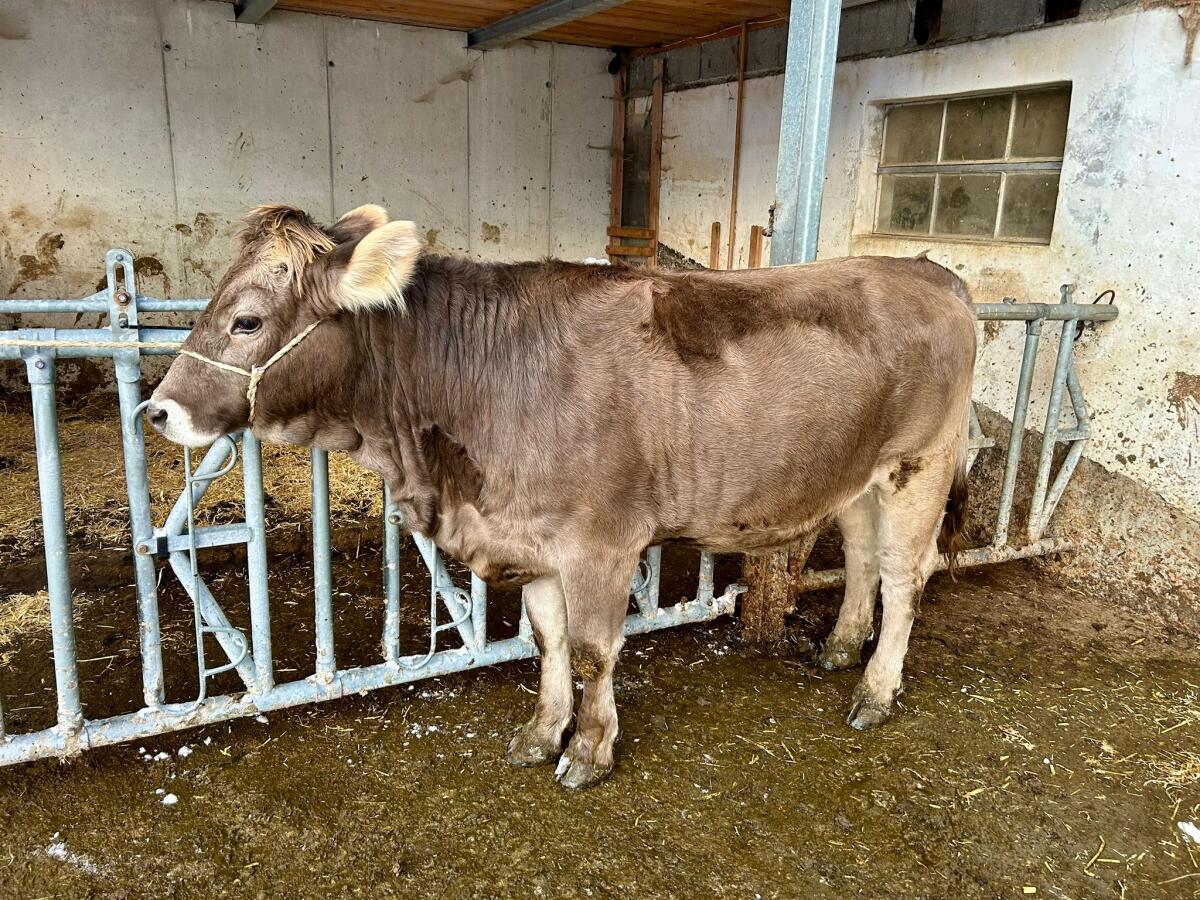100% OBV-Rinder ohne Horn zu verkaufen 1
