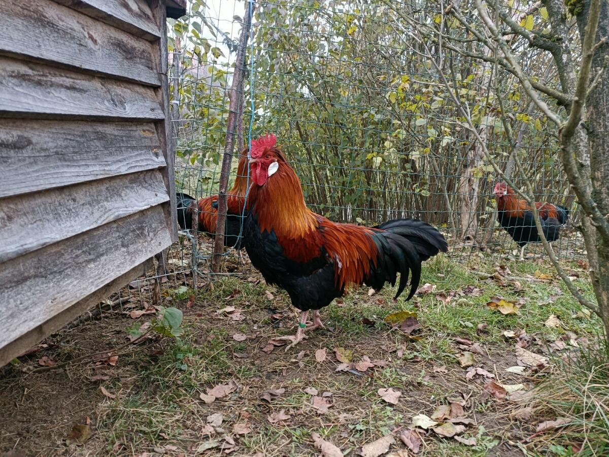 Altsteirer-Sulmtaler Hähne 1