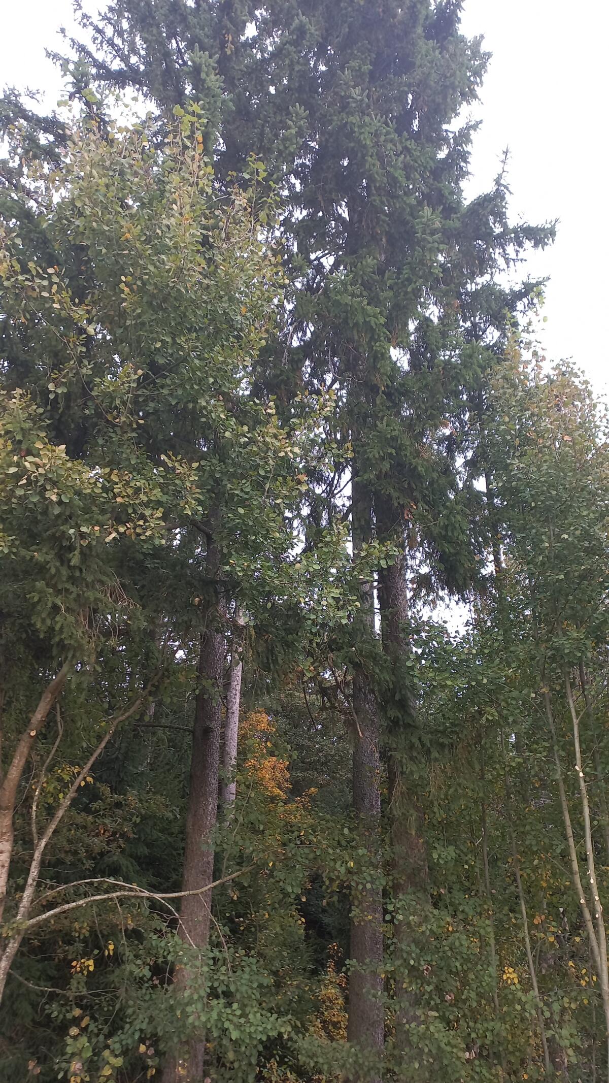 Suche Wald zur Durchforstung 1